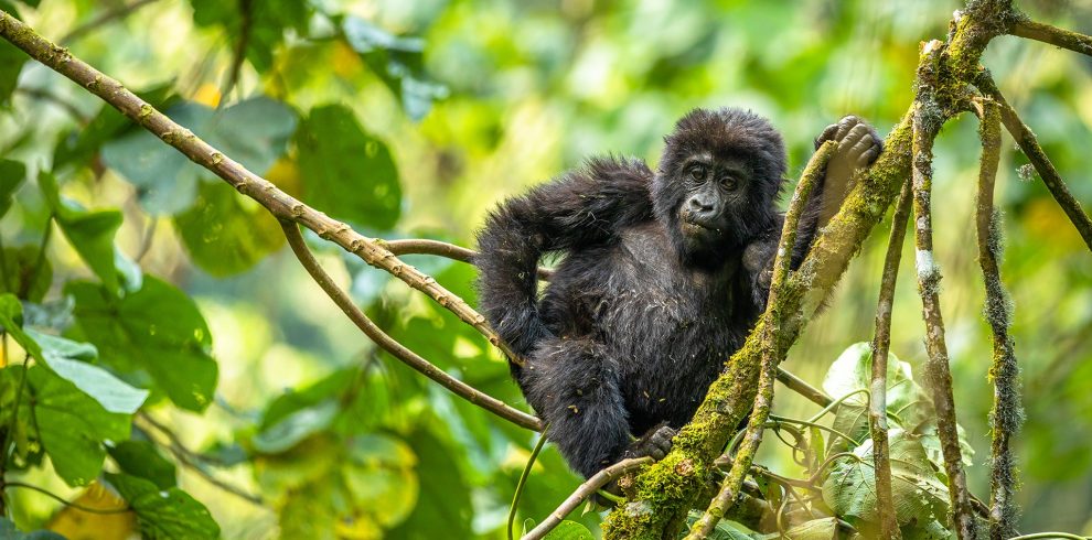 Gorilla-Infant-Bwindi-Uganda